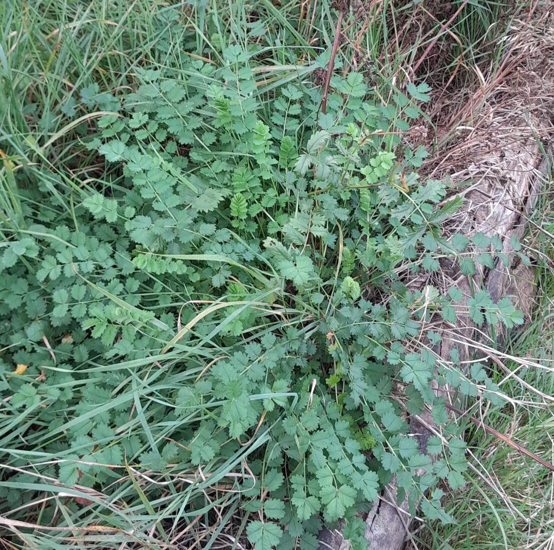 salad-burnet-kahikatea-farm-food-forest