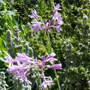 society-garlic-flower-kahikatea-farm