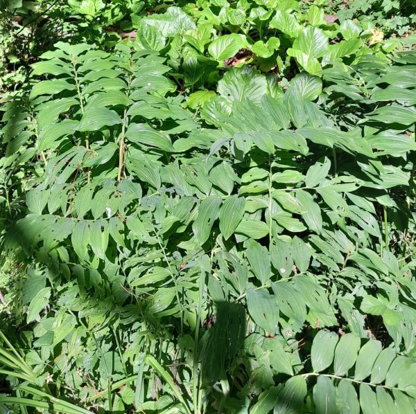 solomons-seal-groundcover-dartington-kahikatea-farm