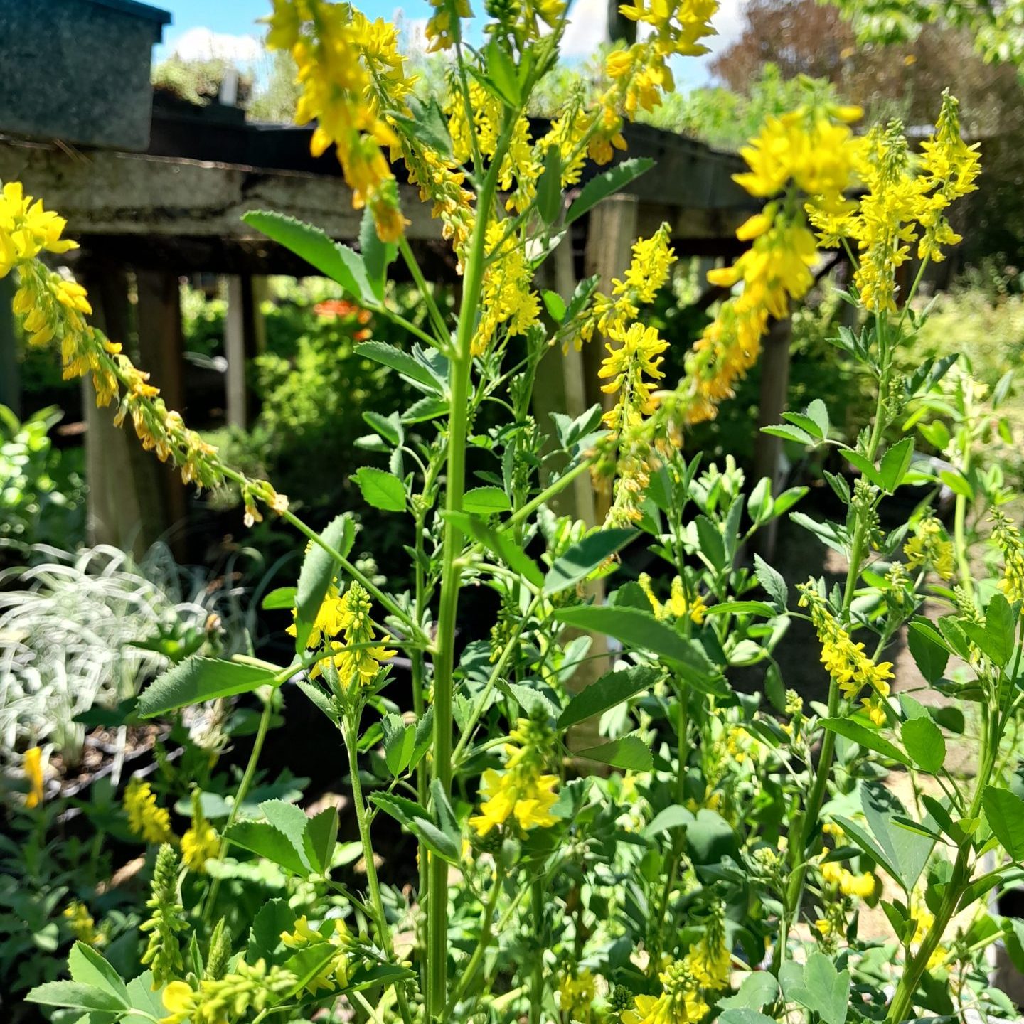 sweet_clover_melilotus_plants_kahikatea_farm_nursery