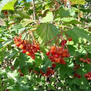 viburnum-opulus fruit-kahikatea-farm
