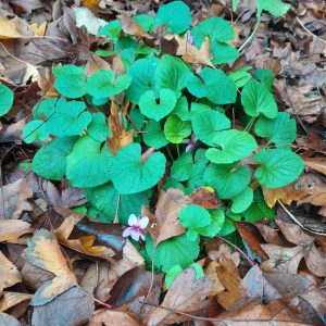 viola-odorata-kahikatea-farm-food-forest
