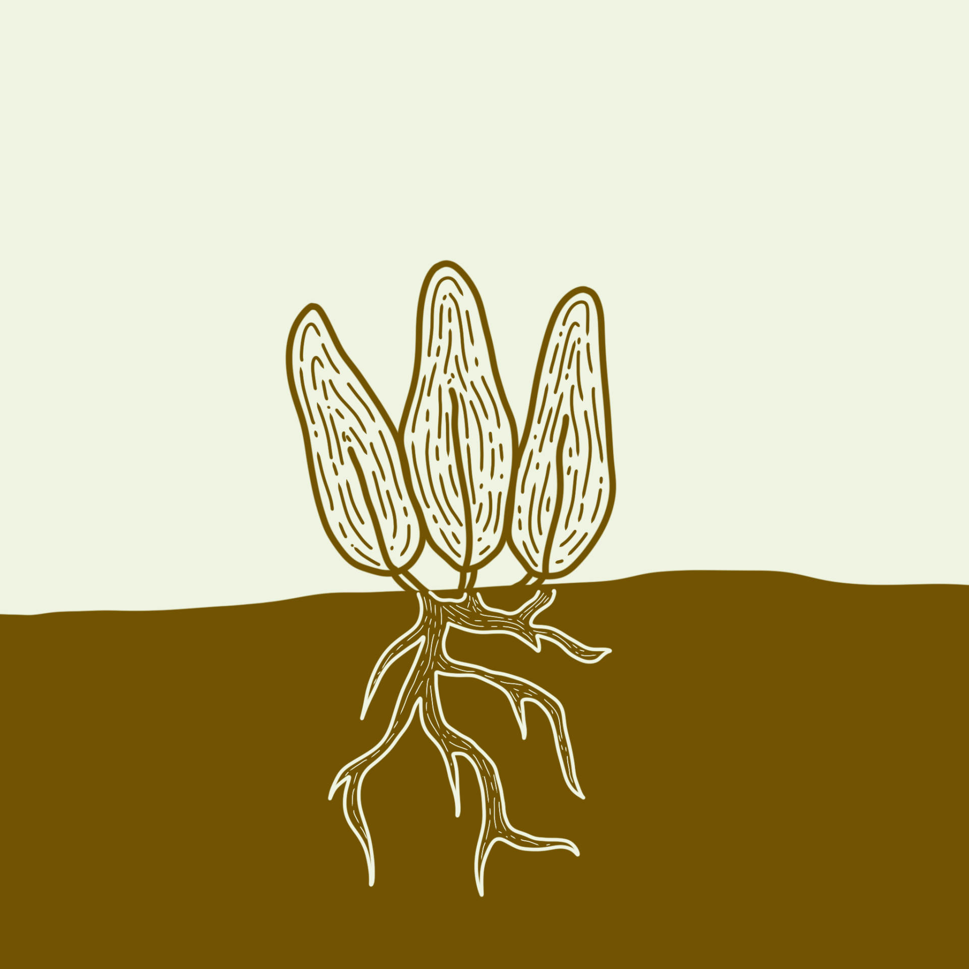 kahikatea-farm-nursery-clumping-groundcover-plants