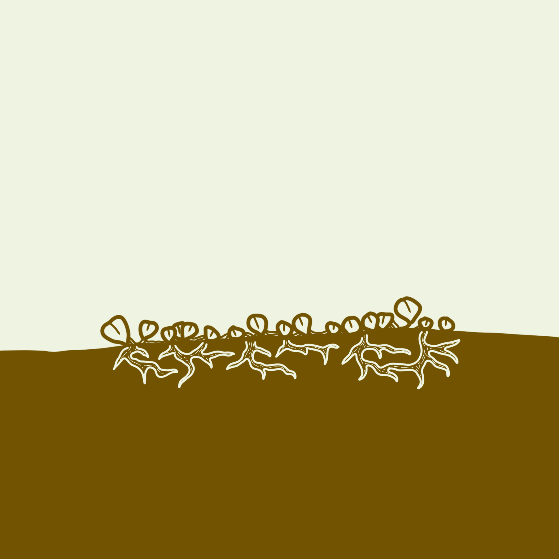 kahikatea-farm-nursery-creeping-groundcover-plants