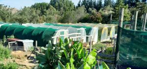 kahikatea-farm-nursery-tunnelhouses.jpg
