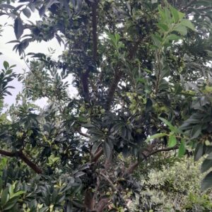 chinese-elm-tree-kahikatea-farm