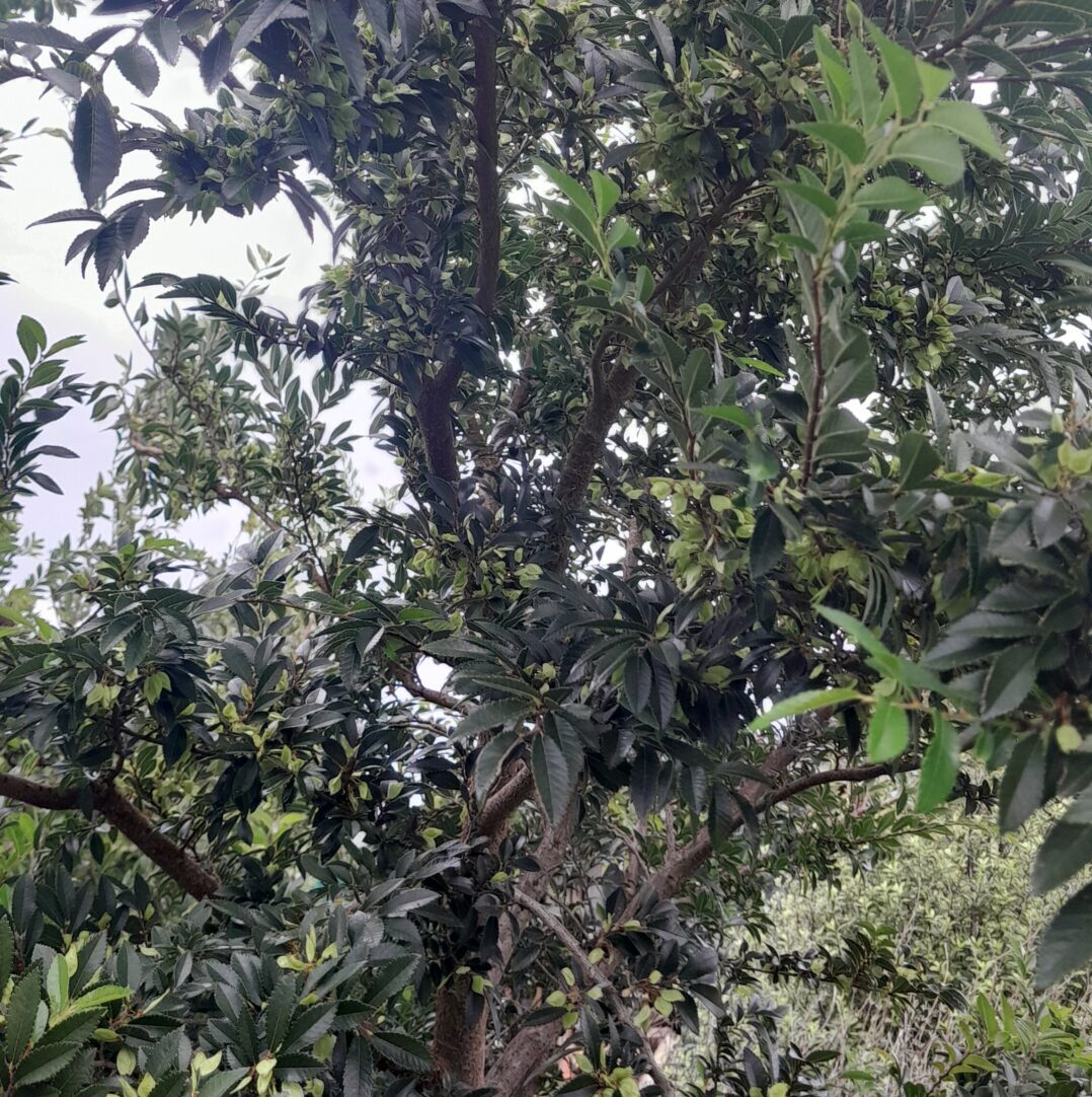 chinese-elm-tree-kahikatea-farm