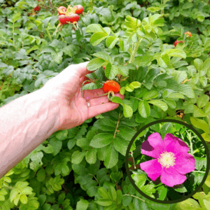 rosa-rugosa-magenta-kahikatea-farm-plant
