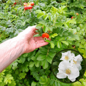 rosa-rugosa-white-kahikatea-farm-plant