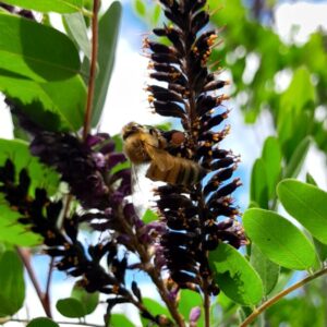 amorpha-false-indigo-kahikatea-farm-bees