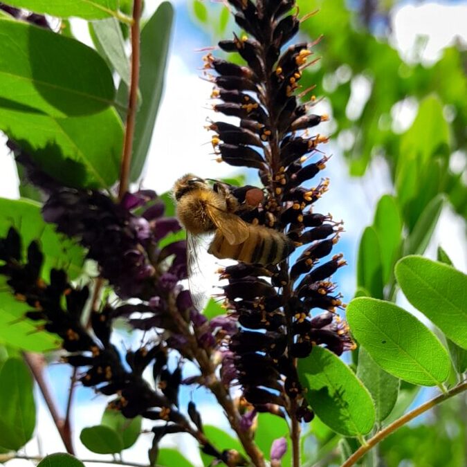 amorpha-false-indigo-kahikatea-farm-bees