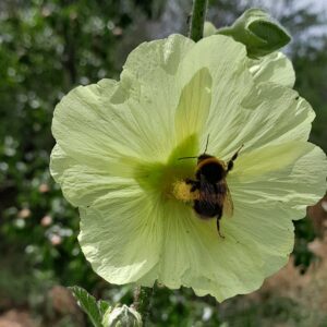 russian-hollyhock-kahikatea-bee-flower