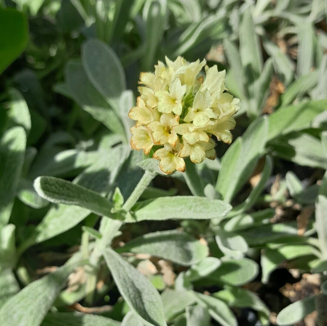 sideritis-greek-mountain-tea-ironwort-flower-kahikatea-farm-nursery