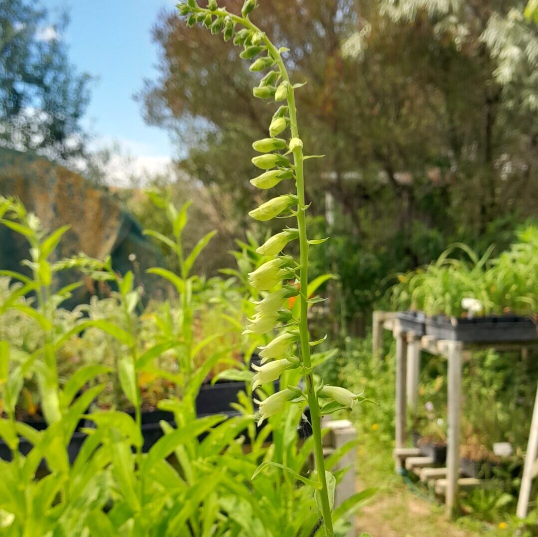 straw-foxglove-flowers-kahikatea-farm-nursery