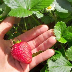 strawberry-albion-plants-kahikatea-farm-nursery