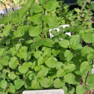 water-mint-mentha-aquatica-plants-kahikatea-farm-nursery
