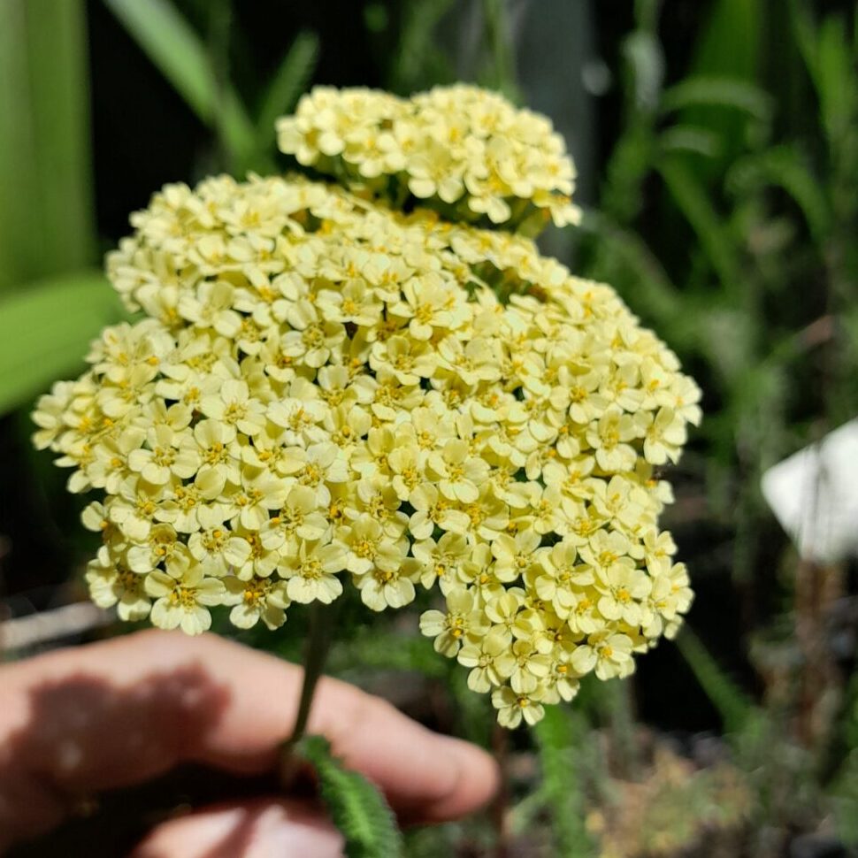achillea-moonshine-flower-kahikatea-farm