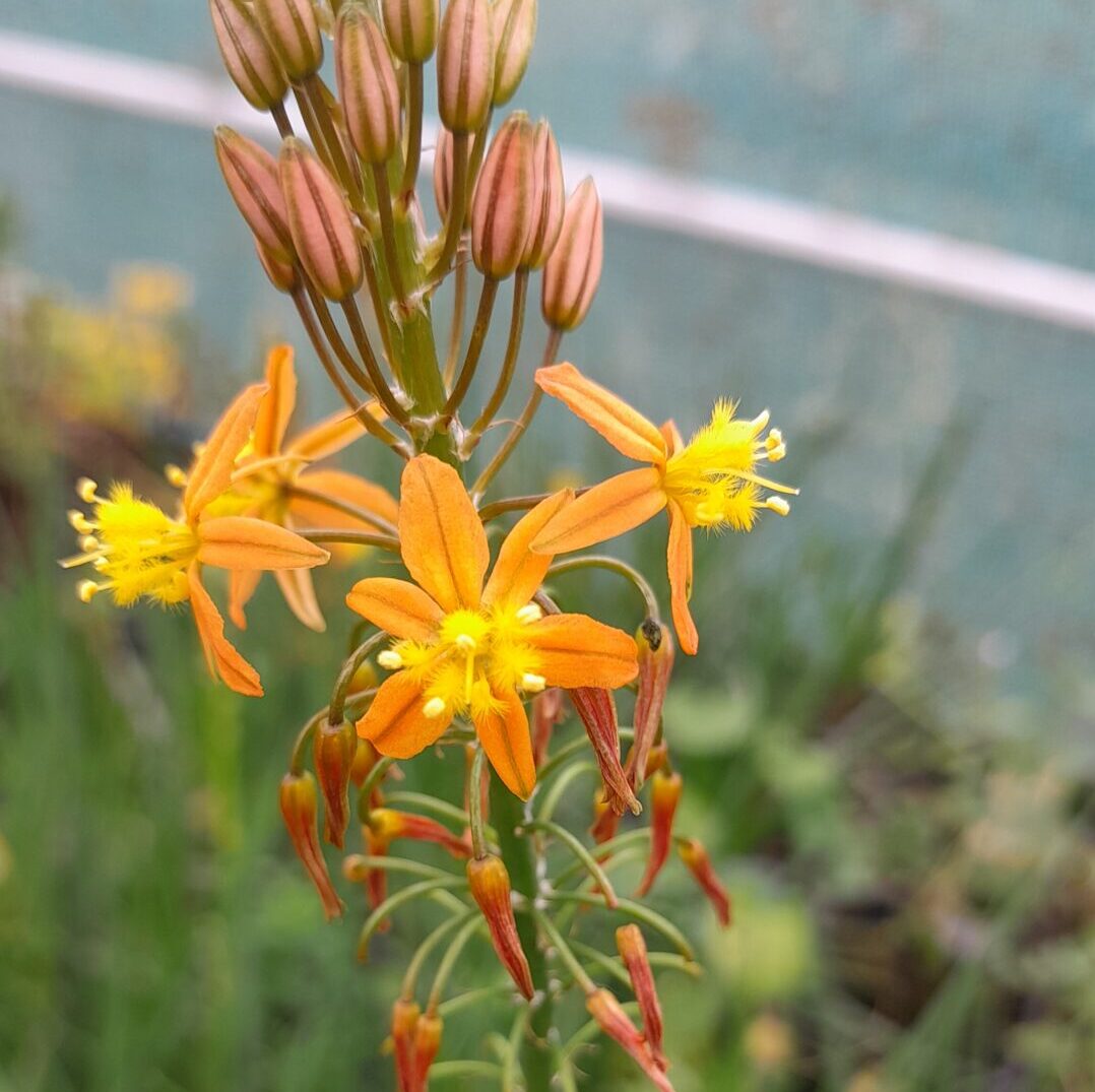 burn-jelly-sunset-orange-flower-kahikatea-farm-nursery