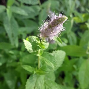 horse-mint-flower-kahikatea-farm-nursery