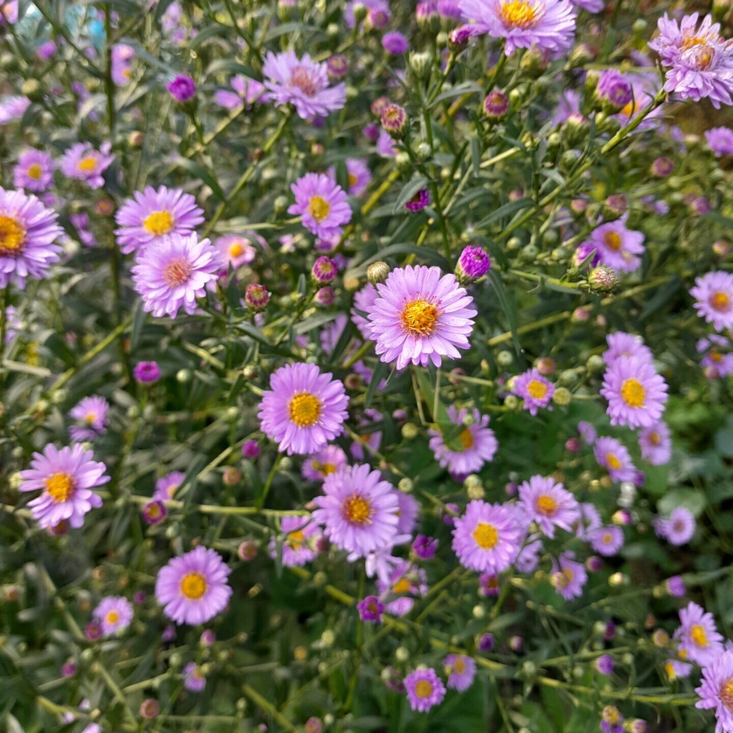 new-england-aster-kahikatea-farm-patricia