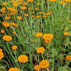 st-johns-chamomile-flowers