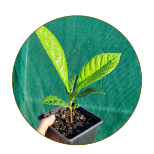 small-grade-loquat-plant-kahikatea-farm