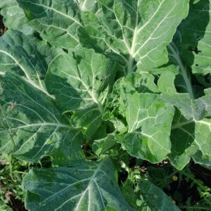 collards-plants-kahikatea-farm