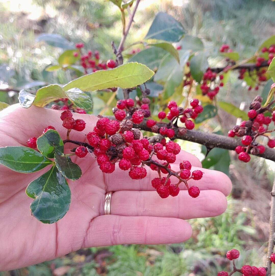 japanese-pepper-berries-kahikatea-farm