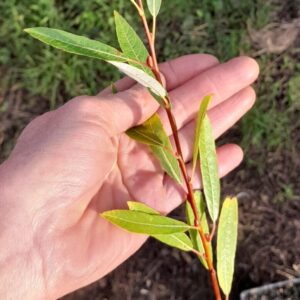 willow-awanui-plant-kahikatea-farm
