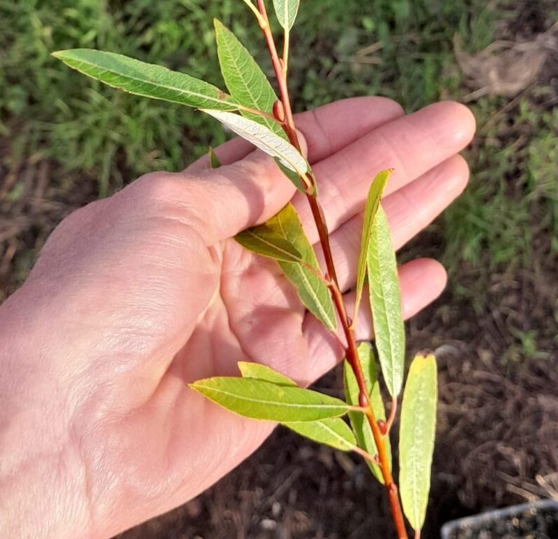 willow-awanui-plant-kahikatea-farm